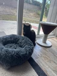 Reunited Female Cat last seen Paseo vereda and Calle caminata , Lake Forest, CA 92630