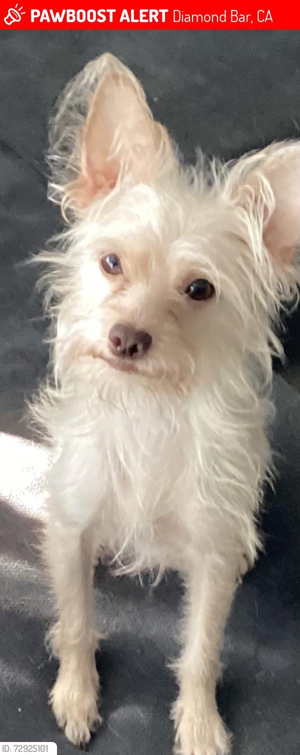 Lost Male Dog last seen Near Golden PradosDrive, Diamond Bar, CA 91765