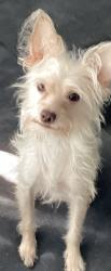 Lost Male Dog last seen Near Golden PradosDrive, Diamond Bar, CA 91765