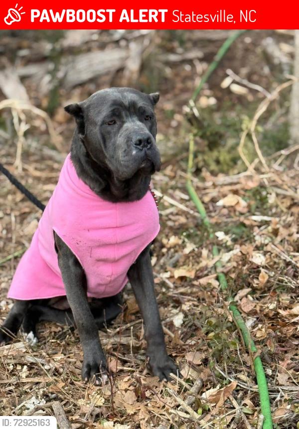 Lost Female Dog last seen Mills Garden, Statesville, NC 28625