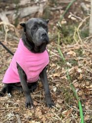 Lost Female Dog last seen Mills Garden, Statesville, NC 28625