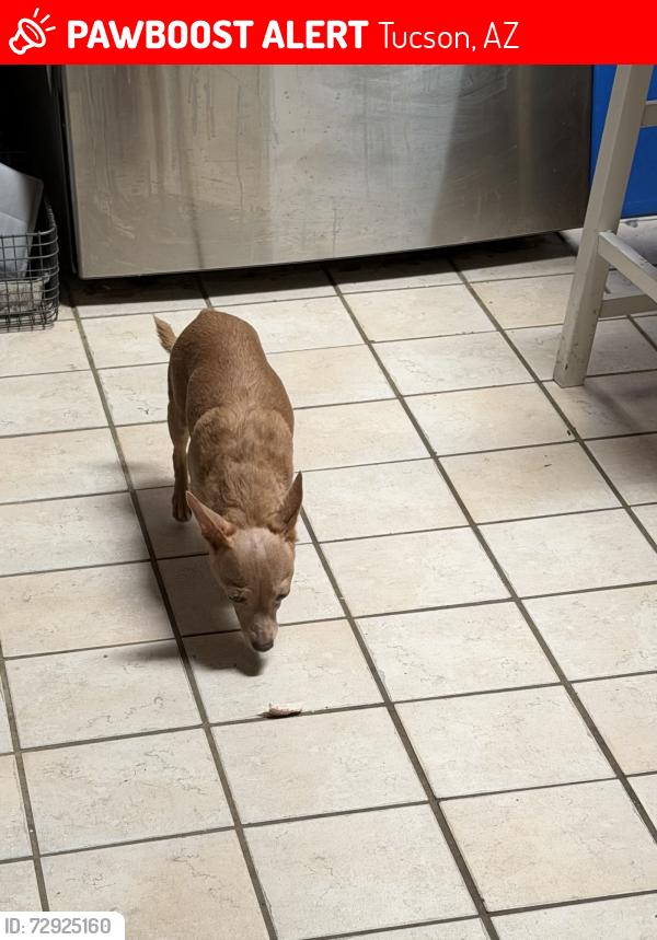 Lost Female Dog last seen 5th street and Wilmot, Tucson, AZ 85711