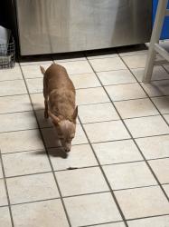 Lost Female Dog last seen 5th street and Wilmot, Tucson, AZ 85711