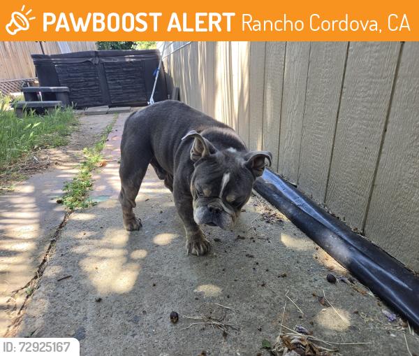 Found/Stray Male Dog last seen Nimbus Winery , Rancho Cordova, CA 95742