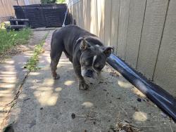 Found/Stray Male Dog last seen Nimbus Winery , Rancho Cordova, CA 95742