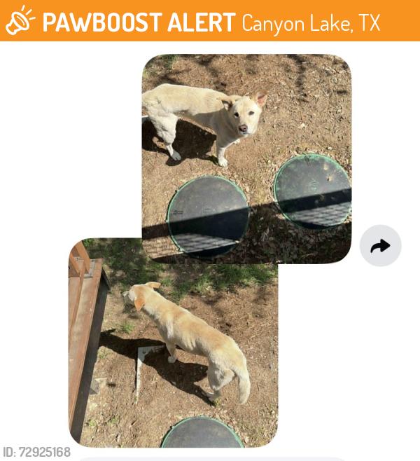 Found/Stray Female Dog last seen Firefly drive canyon lake tx , Canyon Lake, TX 78133