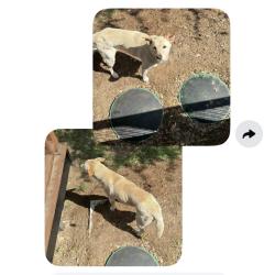 Found/Stray Female Dog last seen Firefly drive canyon lake tx , Canyon Lake, TX 78133