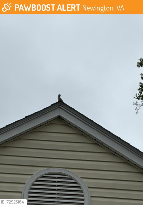 Found/Stray Unknown Bird last seen Richfield rd and tangier ct in Springfield VA, Newington, VA 22153