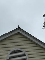 Found/Stray Unknown Bird last seen Richfield rd and tangier ct in Springfield VA, Newington, VA 22153