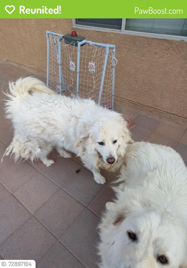 Reunited Male Dog last seen Timberline and Guinevere, Rio Rancho, NM 87144