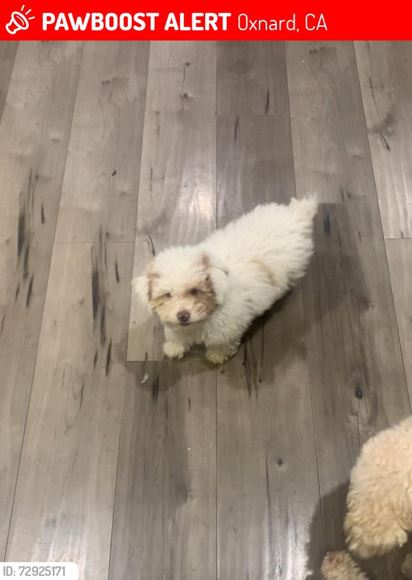 Lost Female Dog last seen San Juan , Oxnard, CA 93033