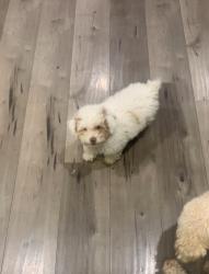 Lost Female Dog last seen San Juan , Oxnard, CA 93033