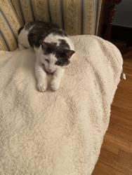 Lost Female Cat last seen Near St NW/ Randolph Street NW, Washington, DC 20011