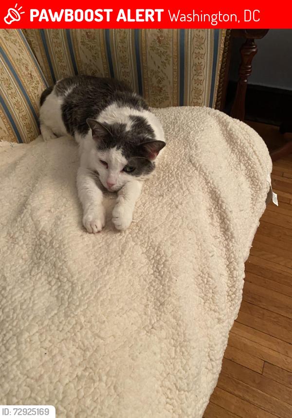 Lost Female Cat last seen Near St NW/ Randolph Street NW, Washington, DC 20011