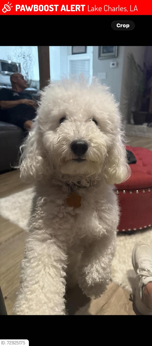 Lost Male Dog last seen Lake and W School street, Lake Charles, LA 70605