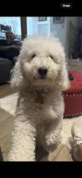 Lost Male Dog last seen Lake and W School street, Lake Charles, LA 70605