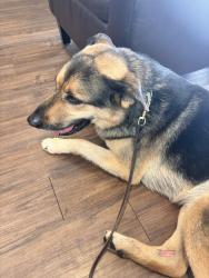 Reunited Male Dog last seen Near acre dog park, Troutdale, OR 97060
