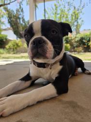 Reunited Male Dog last seen Palmetto Dr, Palmdale, CA 93551, USA, Palmdale, CA 93551