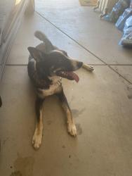 Found/Stray Male Dog last seen Hawthorne and eucalyptus , Hesperia, CA 92345