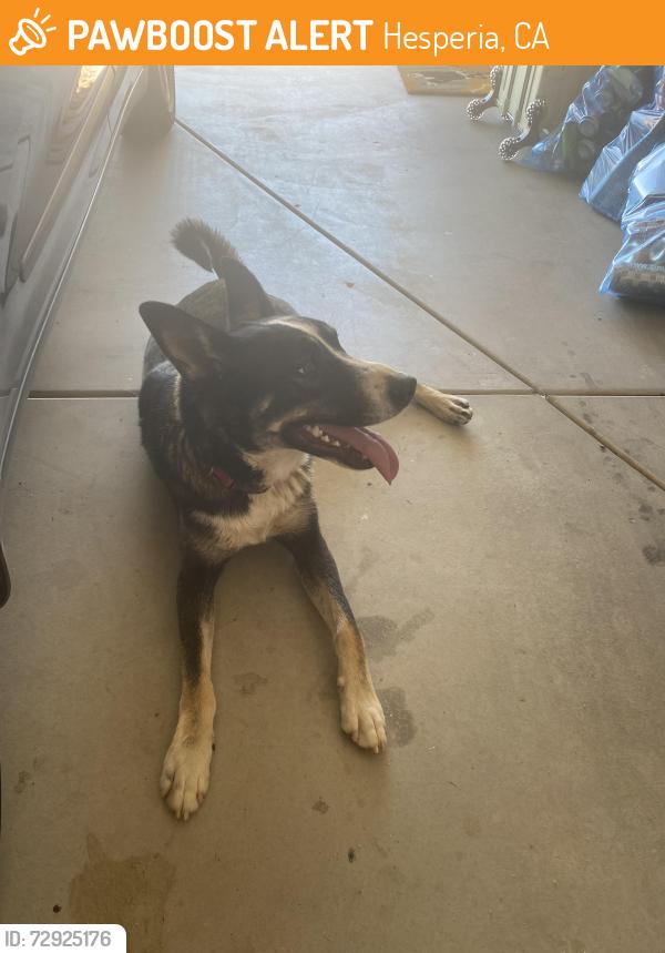 Found/Stray Male Dog last seen Hawthorne and eucalyptus , Hesperia, CA 92345