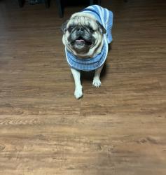 Reunited Male Dog last seen High Eagle trail, Fort Worth, TX 76108