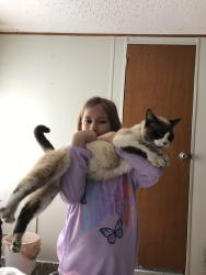 Lost Male Cat last seen Shiloh Rd off Hickory Hammock Rd, Milton, FL 32583