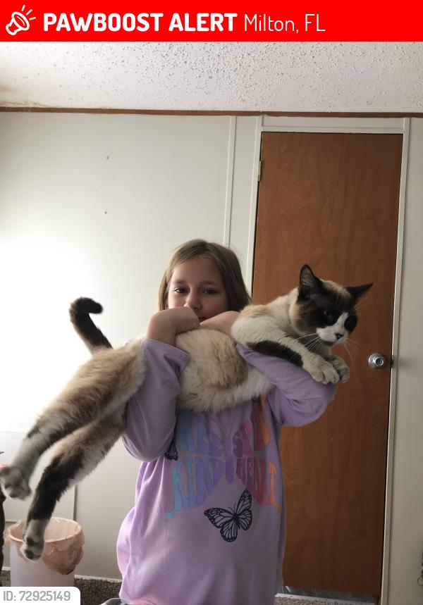 Lost Male Cat last seen Shiloh Rd off Hickory Hammock Rd, Milton, FL 32583