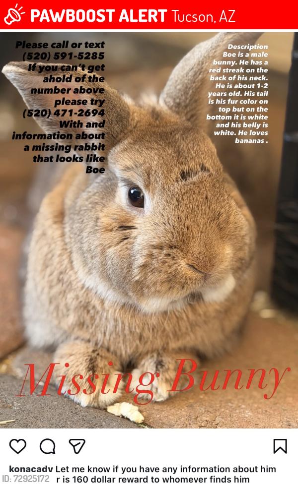 Lost Male Rabbit last seen Tractor supply , Tucson, AZ 85715