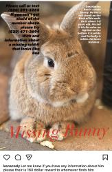 Lost Male Rabbit last seen Tractor supply , Tucson, AZ 85715