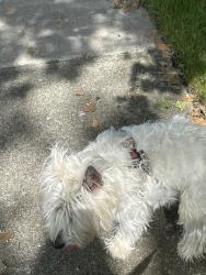 Reunited Unknown Dog last seen Near bar harbor rd 43219, Columbus, OH 43219