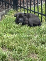 Found/Stray Male Dog last seen Near Nevin Rd Suite A, Charlotte, NC 28269, Charlotte, NC 28269