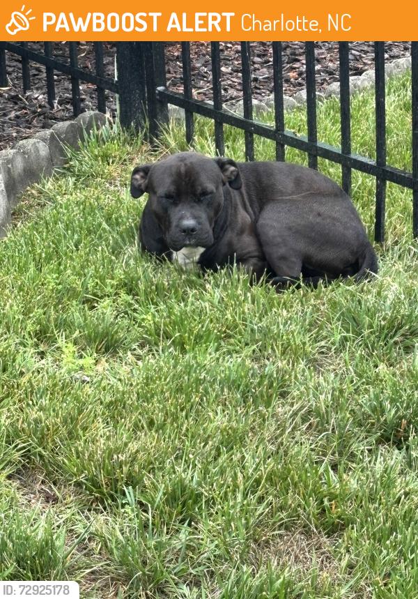 Found/Stray Male Dog last seen Near Nevin Rd Suite A, Charlotte, NC 28269, Charlotte, NC 28269
