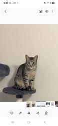 Reunited Male Cat last seen Matsu has been FOUND! THANK YOU!, Las Vegas, NV 89144