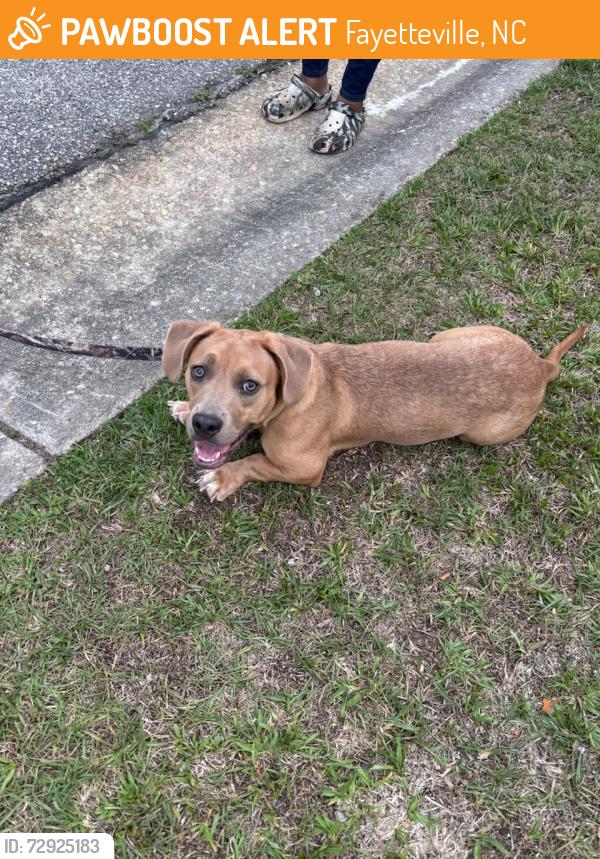 Found/Stray Female Dog last seen Murch road, Fayetteville, NC 28301