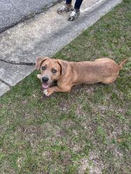 Found/Stray Female Dog last seen Murch road, Fayetteville, NC 28301