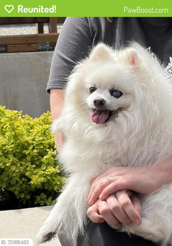 Reunited Male Dog last seen Near wade road , Arlington, WA 98223