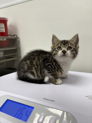 Shelter Stray Female Cat last seen N Brighton Ave & NE 90th St, 64156, 64156, MO, Kansas City, MO 64132