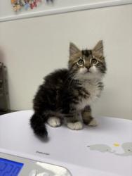 Shelter Stray Female Cat last seen N Brighton Ave & NE 90th St, 64156, 64156, MO, Kansas City, MO 64132