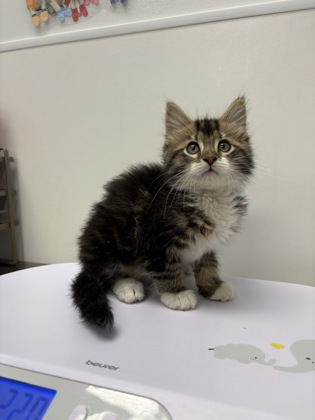 Shelter Stray Female Cat last seen N Brighton Ave & NE 90th St, 64156, 64156, MO, Kansas City, MO 64132