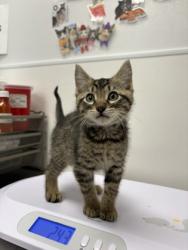 Shelter Stray Male Cat last seen N Brighton Ave & NE 90th St, 64156, 64156, MO, Kansas City, MO 64132