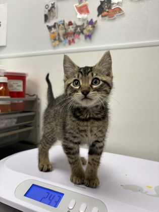 Shelter Stray Male Cat last seen N Brighton Ave & NE 90th St, 64156, 64156, MO, Kansas City, MO 64132