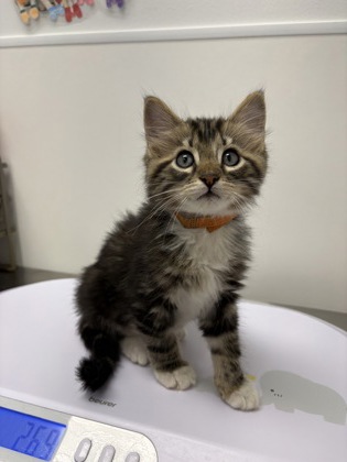 Shelter Stray Male Cat last seen N Brighton Ave & NE 90th St, 64156, 64156, MO, Kansas City, MO 64132