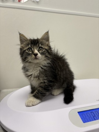 Shelter Stray Female Cat last seen N Brighton Ave & NE 90th St, 64156, 64156, MO, Kansas City, MO 64132