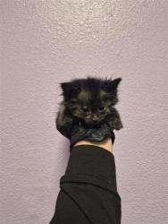 Shelter Stray Female Cat last seen El Paso, TX 79915, Fort Bliss, TX 79906