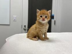 Shelter Stray Female Cat last seen 56th and Euclild Ave, KCMO, 64130, 64130, KS, Kansas City, MO 64132