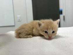 Shelter Stray Female Cat last seen 56th and Euclild Ave, KCMO, 64130, 64130, KS, Kansas City, MO 64132