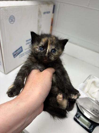 Shelter Stray Female Cat last seen 56th and Euclild Ave, KCMO, 64130, 64130, KS, Kansas City, MO 64132