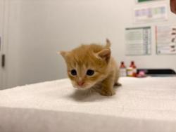 Shelter Stray Male Cat last seen 56th and Euclild Ave, KCMO, 64130, 64130, KS, Kansas City, MO 64132