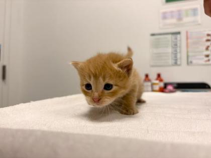 Shelter Stray Male Cat last seen 56th and Euclild Ave, KCMO, 64130, 64130, KS, Kansas City, MO 64132