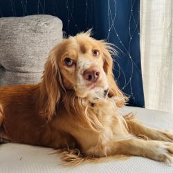 Reunited Male Dog last seen Bissonnet st, Houston, TX 77081